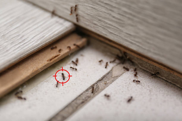 Best Best Pest Control Companies  in Saginaw, MI