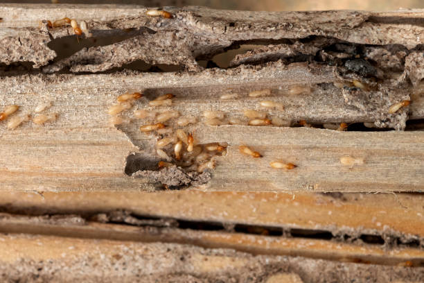 Best Cockroach Control Services  in Saginaw, MI