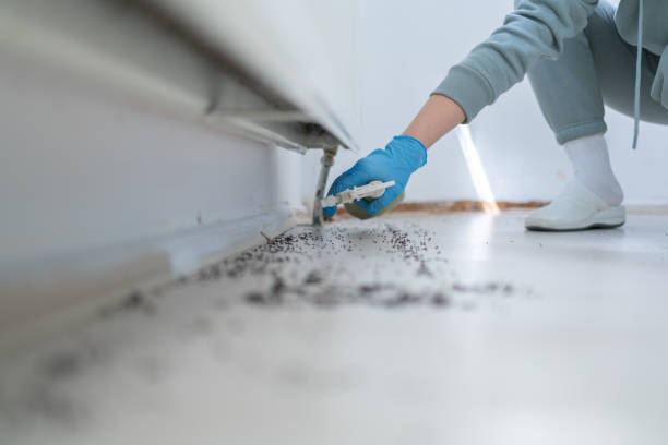 Reliable Saginaw, MI Pest Control Solutions